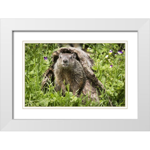Minnesota, Sandstone Groundhog in a hollow log White Modern Wood Framed Art Print with Double Matting by Kaveney, Wendy