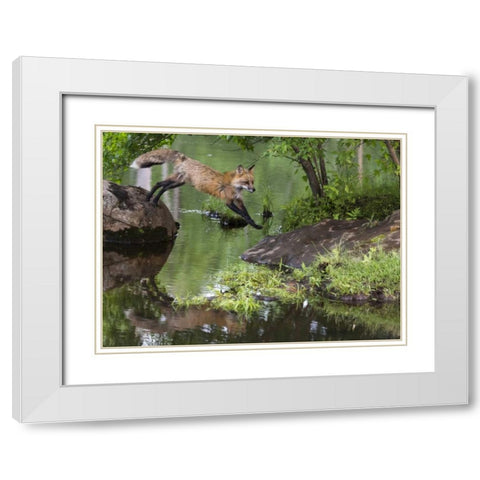 Minnesota, Sandstone Red fox leaping White Modern Wood Framed Art Print with Double Matting by Kaveney, Wendy