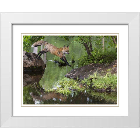 Minnesota, Sandstone Red fox leaping White Modern Wood Framed Art Print with Double Matting by Kaveney, Wendy