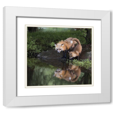 Minnesota, Sandstone Red fox and kit White Modern Wood Framed Art Print with Double Matting by Kaveney, Wendy