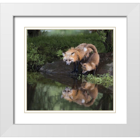 Minnesota, Sandstone Red fox and kit White Modern Wood Framed Art Print with Double Matting by Kaveney, Wendy