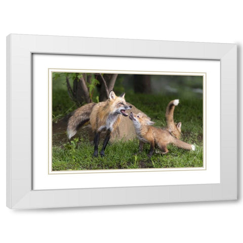 Minnesota, Sandstone Red fox and pup interacting White Modern Wood Framed Art Print with Double Matting by Kaveney, Wendy