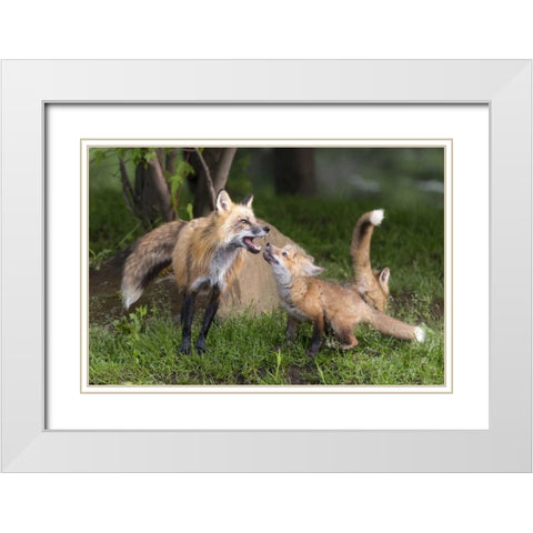 Minnesota, Sandstone Red fox and pup interacting White Modern Wood Framed Art Print with Double Matting by Kaveney, Wendy