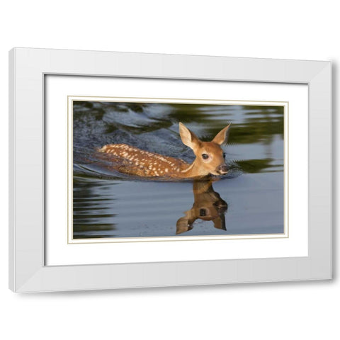 Minnesota White-tailed deer fawn swimming White Modern Wood Framed Art Print with Double Matting by Kaveney, Wendy
