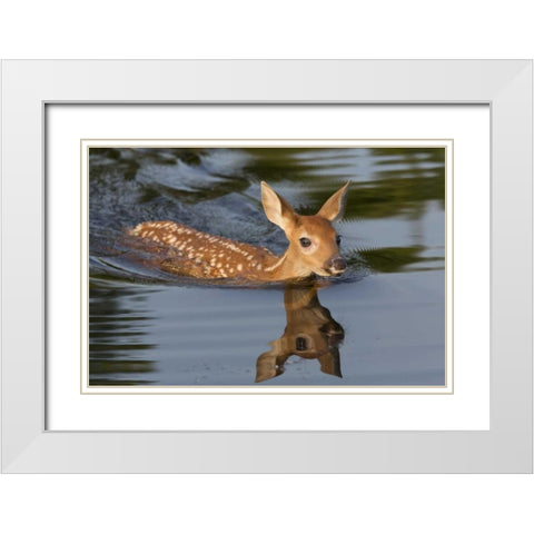 Minnesota White-tailed deer fawn swimming White Modern Wood Framed Art Print with Double Matting by Kaveney, Wendy
