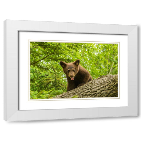 Minnesota-Pine County Black bear cub on tree  White Modern Wood Framed Art Print with Double Matting by Jaynes Gallery