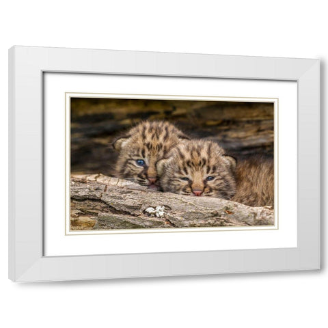 Minnesota-Pine County Bobcat kittens close-up  White Modern Wood Framed Art Print with Double Matting by Jaynes Gallery
