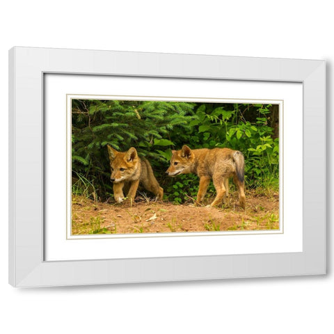 Minnesota-coyote pups at den-captive White Modern Wood Framed Art Print with Double Matting by Jaynes Gallery