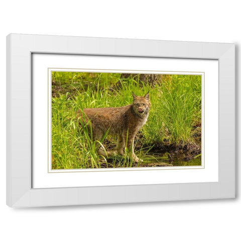 Minnesota-Pine County Lynx close-up  White Modern Wood Framed Art Print with Double Matting by Jaynes Gallery