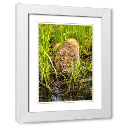 Minnesota-Pine County Lynx close-up  White Modern Wood Framed Art Print with Double Matting by Jaynes Gallery