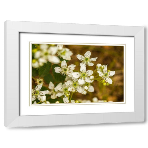 Minnesota-Pine County-blackberry blossoms White Modern Wood Framed Art Print with Double Matting by Jaynes Gallery