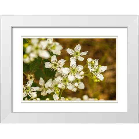 Minnesota-Pine County-blackberry blossoms White Modern Wood Framed Art Print with Double Matting by Jaynes Gallery
