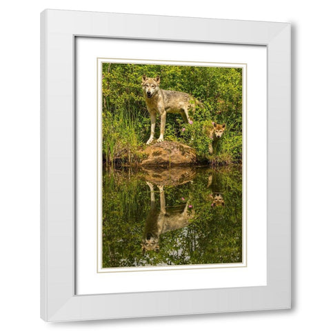 Minnesota-Pine County Wolf and pup reflect in pond  White Modern Wood Framed Art Print with Double Matting by Jaynes Gallery