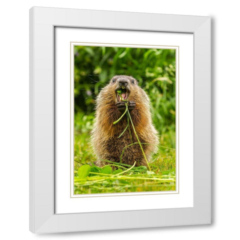Minnesota-woodchuck-eating-teeth-captive White Modern Wood Framed Art Print with Double Matting by Jaynes Gallery