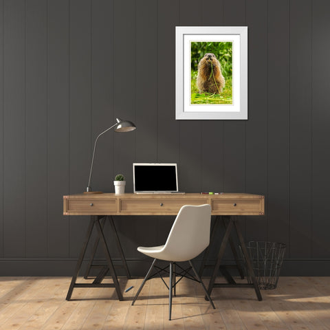 Minnesota-Pine County Adult woodchuck eating  White Modern Wood Framed Art Print with Double Matting by Jaynes Gallery