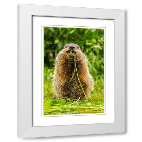 Minnesota-Pine County Adult woodchuck eating  White Modern Wood Framed Art Print with Double Matting by Jaynes Gallery