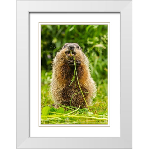 Minnesota-Pine County Adult woodchuck eating  White Modern Wood Framed Art Print with Double Matting by Jaynes Gallery