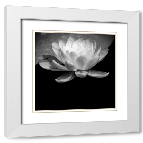USA-Minnesota-La Salle Lake State Recration Area-La Salle Creek-Water Lilly White Modern Wood Framed Art Print with Double Matting by Hawkins, Peter