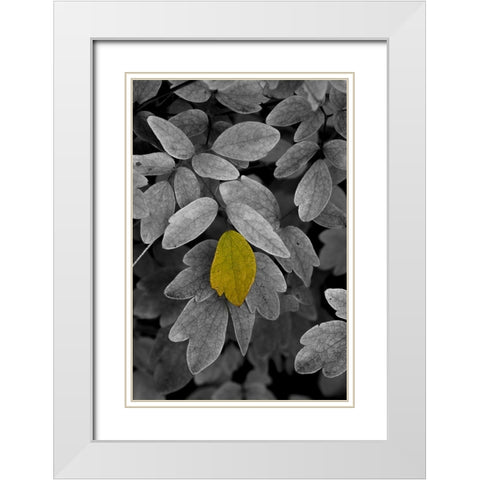 USA-Minnsota-Duluth-Fall Color White Modern Wood Framed Art Print with Double Matting by Hawkins, Peter