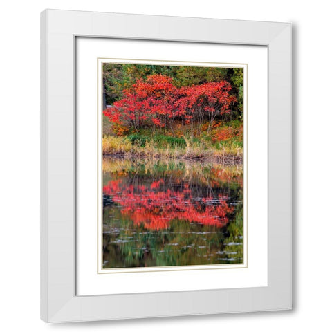 USA-Minnsota-Duluth-Fall Color White Modern Wood Framed Art Print with Double Matting by Hawkins, Peter