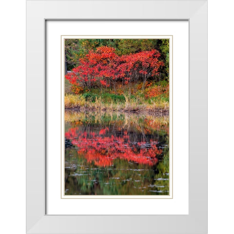 USA-Minnsota-Duluth-Fall Color White Modern Wood Framed Art Print with Double Matting by Hawkins, Peter
