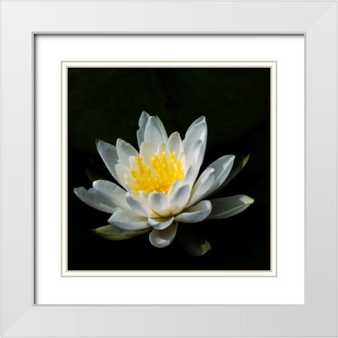 USA-Minnesota-La Salle Lake State Recration Area-La Salle Creek-Water Lilly White Modern Wood Framed Art Print with Double Matting by Hawkins, Peter