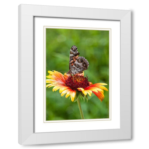A Virginia Lady butterfly lands on Gaillardia White Modern Wood Framed Art Print with Double Matting by Richardson, Larry