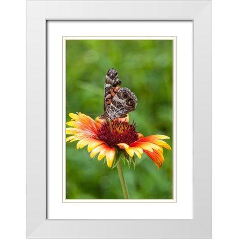 A Virginia Lady butterfly lands on Gaillardia White Modern Wood Framed Art Print with Double Matting by Richardson, Larry