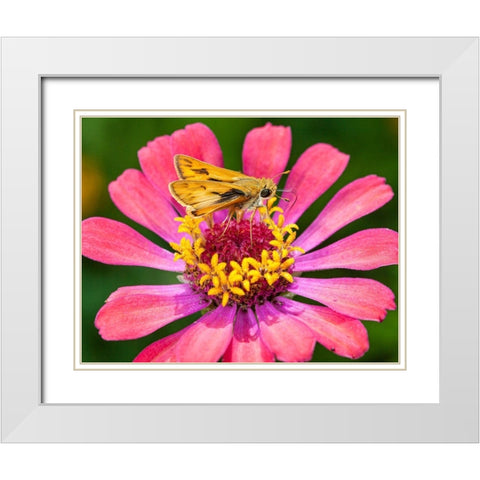 A skipper lands on a zinnia flower White Modern Wood Framed Art Print with Double Matting by Richardson, Larry