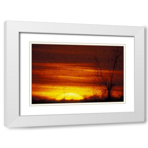 Missouri Blackbirds silhouetted at sunset White Modern Wood Framed Art Print with Double Matting by Morris, Arthur
