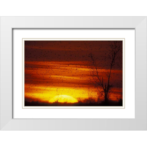 Missouri Blackbirds silhouetted at sunset White Modern Wood Framed Art Print with Double Matting by Morris, Arthur