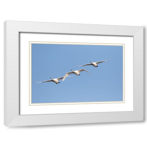 Trumpeter Swans-Cygnus buccinator-in flight Riverlands Migratory Bird Sanctuary-West Alton-Missouri White Modern Wood Framed Art Print with Double Matting by Day, Richard and Susan