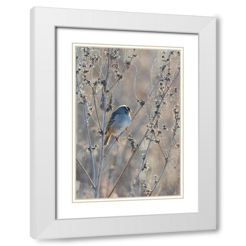 White-crowned Sparrow-Zonotrichia leucophrys-St-Charles County-Missouri White Modern Wood Framed Art Print with Double Matting by Day, Richard and Susan