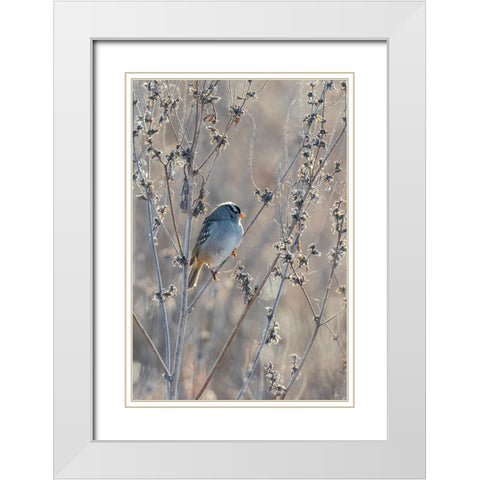 White-crowned Sparrow-Zonotrichia leucophrys-St-Charles County-Missouri White Modern Wood Framed Art Print with Double Matting by Day, Richard and Susan