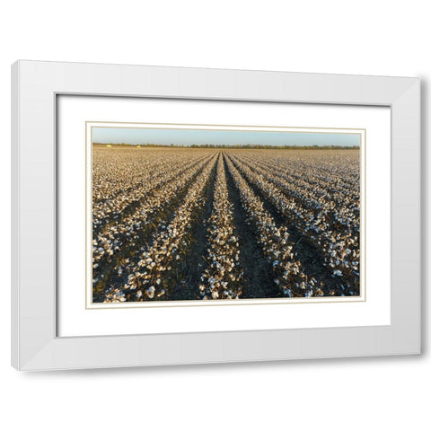 Cotton field at sunset-Stoddard County-Missouri White Modern Wood Framed Art Print with Double Matting by Day, Richard and Susan