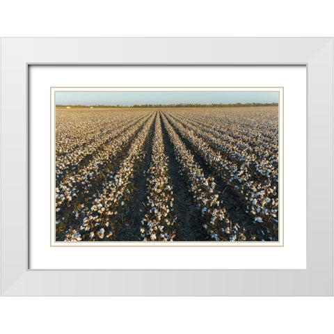Cotton field at sunset-Stoddard County-Missouri White Modern Wood Framed Art Print with Double Matting by Day, Richard and Susan
