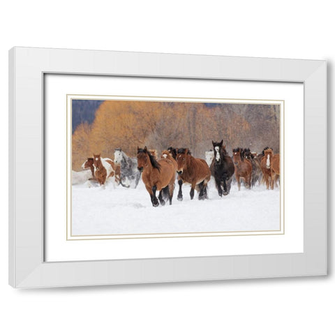 Rodeo horses running during winter roundup-Kalispell-Montana White Modern Wood Framed Art Print with Double Matting by Jones, Adam