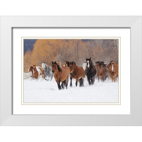 Rodeo horses running during winter roundup-Kalispell-Montana White Modern Wood Framed Art Print with Double Matting by Jones, Adam