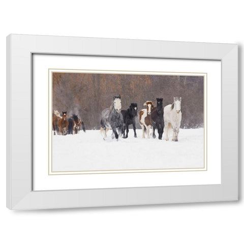 Rodeo horses running during winter roundup-Kalispell-Montana White Modern Wood Framed Art Print with Double Matting by Jones, Adam
