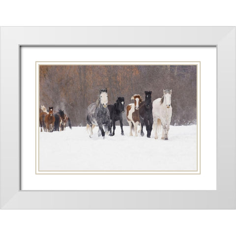 Rodeo horses running during winter roundup-Kalispell-Montana White Modern Wood Framed Art Print with Double Matting by Jones, Adam