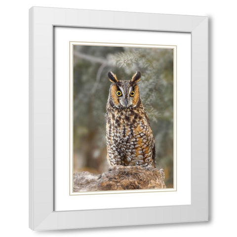 Long-eared owl-Asio otus-controlled situation-Montana White Modern Wood Framed Art Print with Double Matting by Jones, Adam