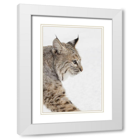 Bobcat in snow-Lynx rufus-controlled situation-Montana White Modern Wood Framed Art Print with Double Matting by Jones, Adam