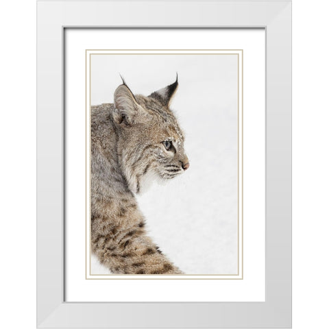 Bobcat in snow-Lynx rufus-controlled situation-Montana White Modern Wood Framed Art Print with Double Matting by Jones, Adam