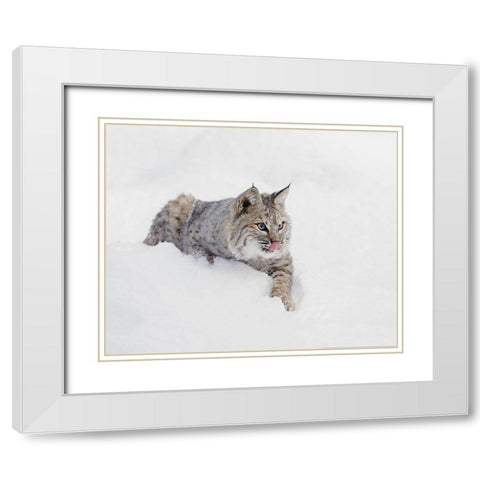 Bobcat in snow-Lynx rufus-controlled situation-Montana White Modern Wood Framed Art Print with Double Matting by Jones, Adam