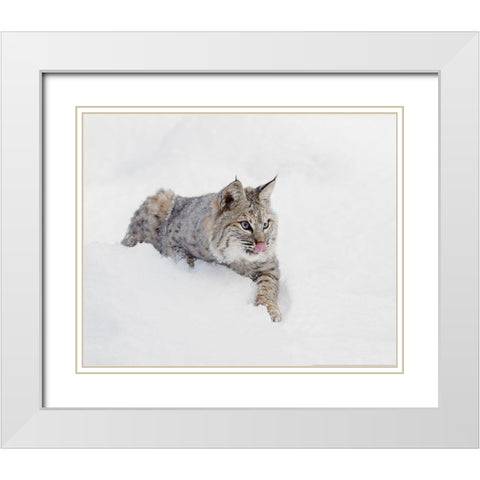Bobcat in snow-Lynx rufus-controlled situation-Montana White Modern Wood Framed Art Print with Double Matting by Jones, Adam