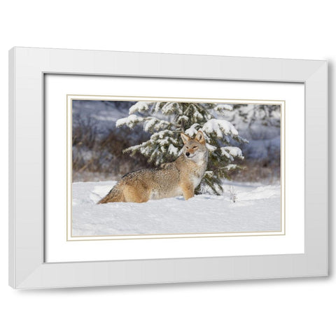 Coyote in deep winter snow-Canis latrans-controlled situation-Montana White Modern Wood Framed Art Print with Double Matting by Jones, Adam