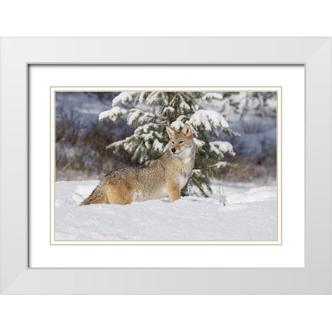 Coyote in deep winter snow-Canis latrans-controlled situation-Montana White Modern Wood Framed Art Print with Double Matting by Jones, Adam