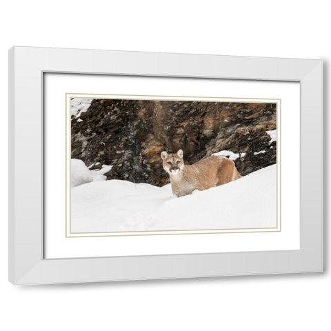 Cougar or Mountain Lion in deep winter snow-Puma concolor-controlled situation White Modern Wood Framed Art Print with Double Matting by Jones, Adam