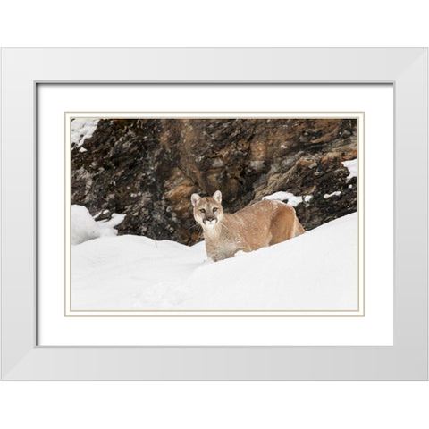 Cougar or Mountain Lion in deep winter snow-Puma concolor-controlled situation White Modern Wood Framed Art Print with Double Matting by Jones, Adam