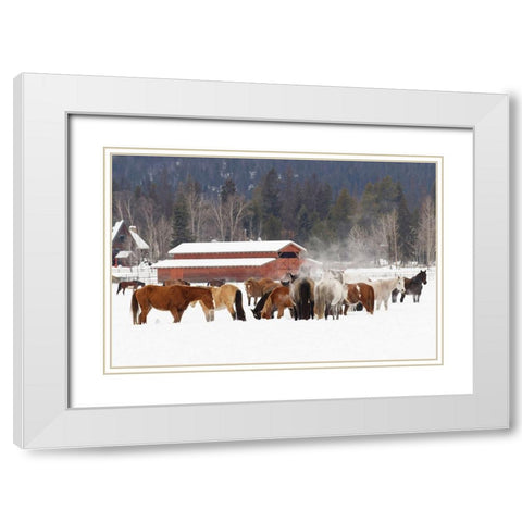 Rodeo horses running during winter roundup-Kalispell-Montana White Modern Wood Framed Art Print with Double Matting by Jones, Adam